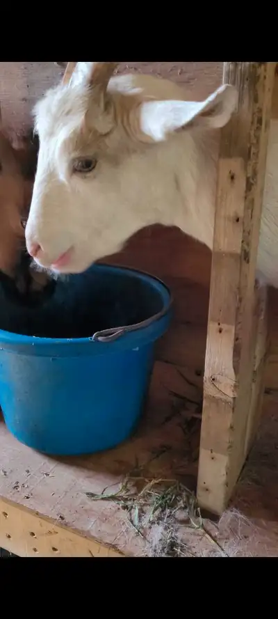 Milk goats, View more