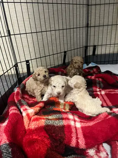 toy/mini poodle puppies, View more