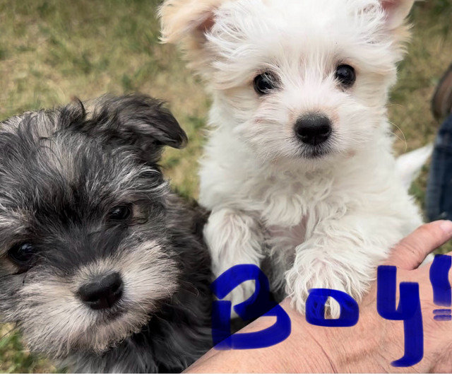 Yorkie-Poodle Puppies in Dogs & Puppies for Rehoming in Strathcona County - Image 3