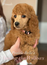 CKC REGISTERED- Prairie Belle Poodles- Small & Reg Standard Size