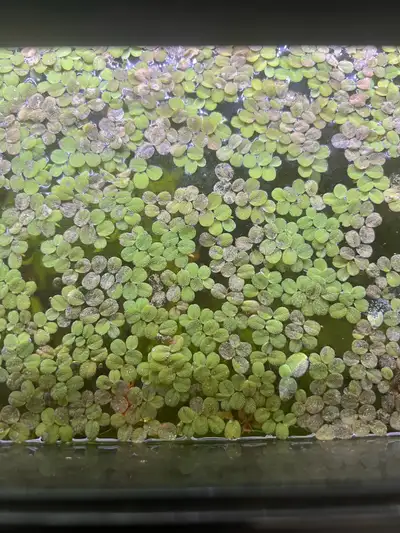aquatic floater plants, View more