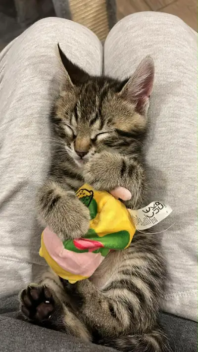 8 week old kittens, View more