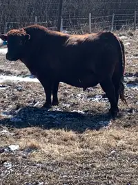 Bull for sale