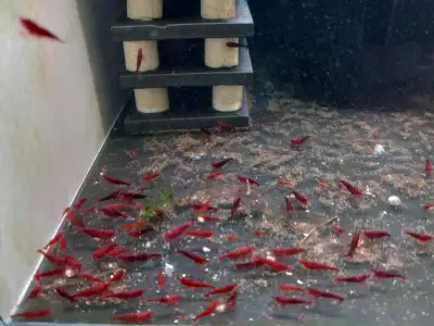 Cherry Red Blue Yellow Orange Black Shrimp Aquarium Plants Snail, View more
