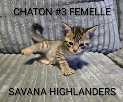 CHATON HIGHLANDS LYNX -X- SAVANA HIGHLANDERS, View more