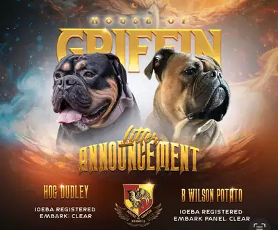 House of Griffin Kennels has a gorgeous litter of Olde English Bulldogge puppies. 3 females 5 males....