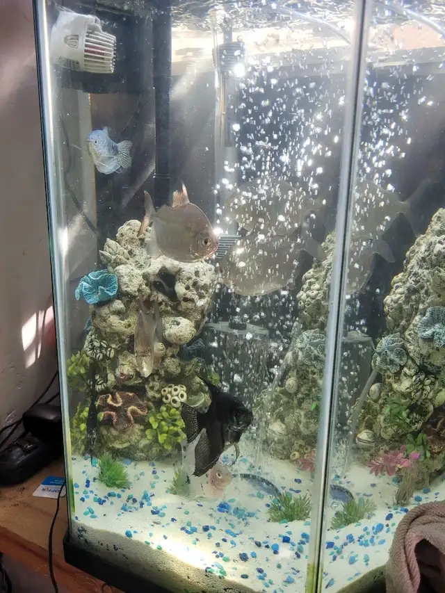 fish with tank in Fish for Rehoming in Napanee - Image 2