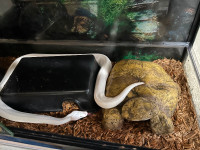 Leucistic Ball python, blue/black eyed cage and accessories