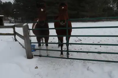 SALE PENDING: Two Bonded Geldings – Must Go Together, View more