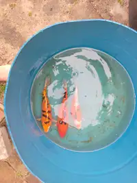 Adult and Juvenile Koi for Breeding and Sale