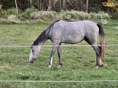 Warmblood Filly, View more