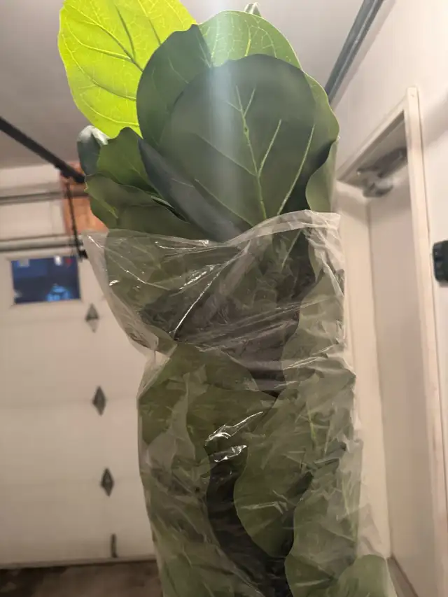 Huge 6.5ft (2m) Realistic Artificial Fiddle Leaf Fig Tree in Home Décor & Accents in Calgary - Image 4
