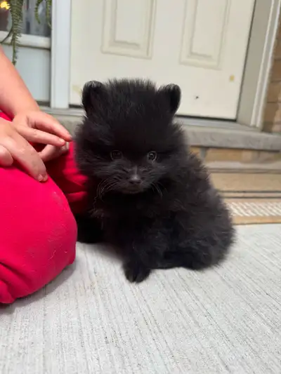 Male Pomeranian puppy ready to go, View more