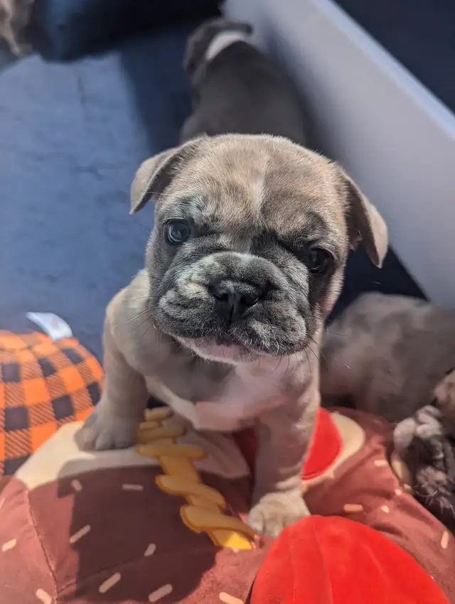 French bulldog in Dogs & Puppies for Rehoming in City of Toronto - Image 3