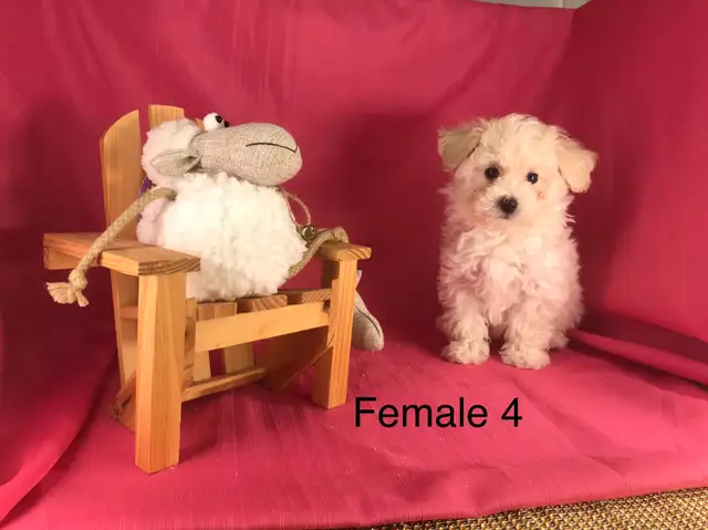 Maltipoo puppies male or female $1300 in Dogs & Puppies for Rehoming in Calgary - Image 8