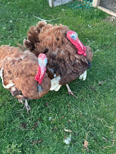 Red Bourbon Tom’s , View more