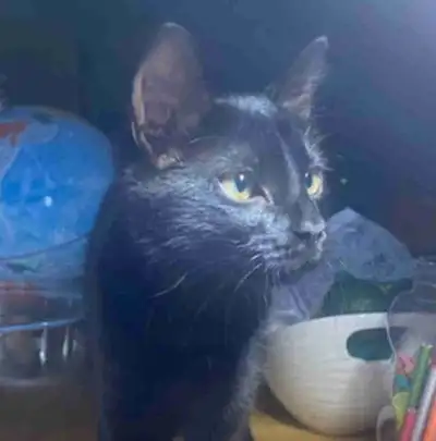 Black Kitten For Sale, View more