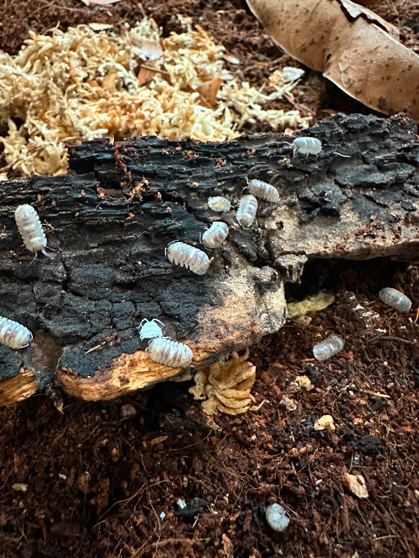 Isopods for sale in Reptiles & Amphibians for Rehoming in Burnaby/New Westminster