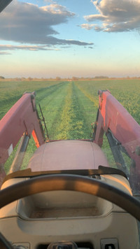 Cow feed Crop share or rent 