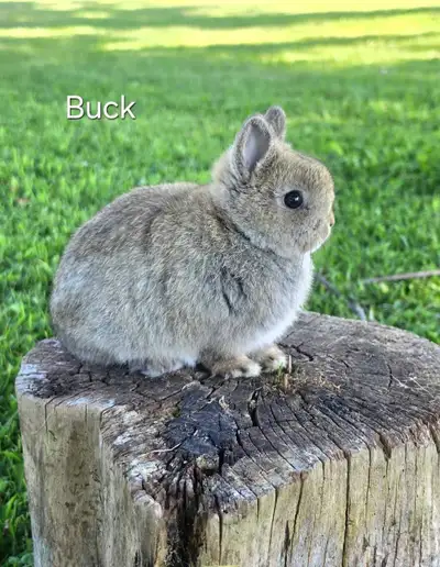 5 Netherland dwarf baby bunny rabbit , View more