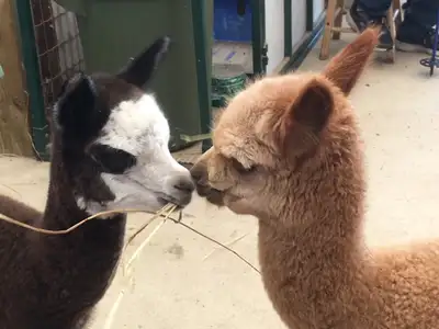 Experience the Magic of Alpacas, View more