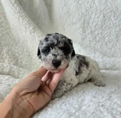 Miniature poodle puppies, View more