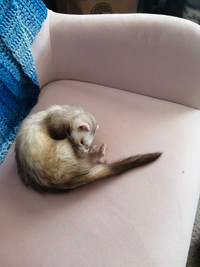 Looking to rehome ferret