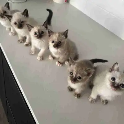 siamese kittens , View more