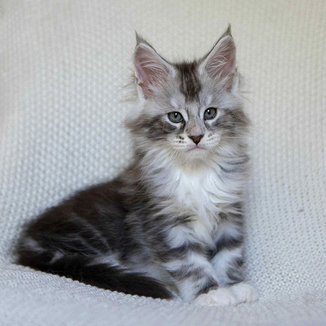 Silver main coon kitten, boy in Cats & Kittens for Rehoming in Moncton - Image 2