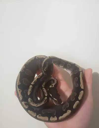 Female Eating frozen thawed