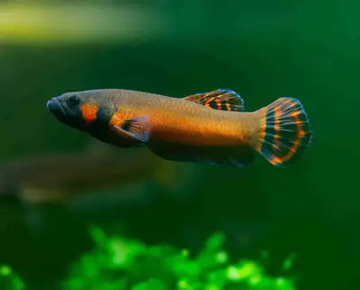 Betta Macrostoma Pair, View more