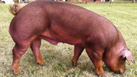 Duroc boar wanted
