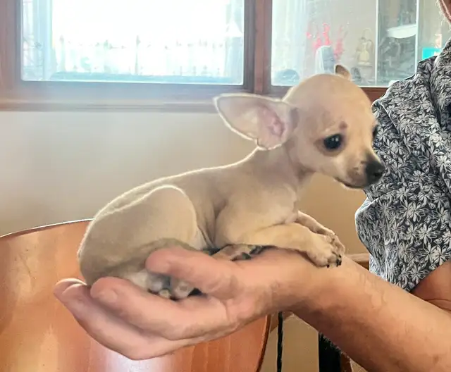 Chiot Chihuahua in Dogs & Puppies for Rehoming in Laval / North Shore - Image 4