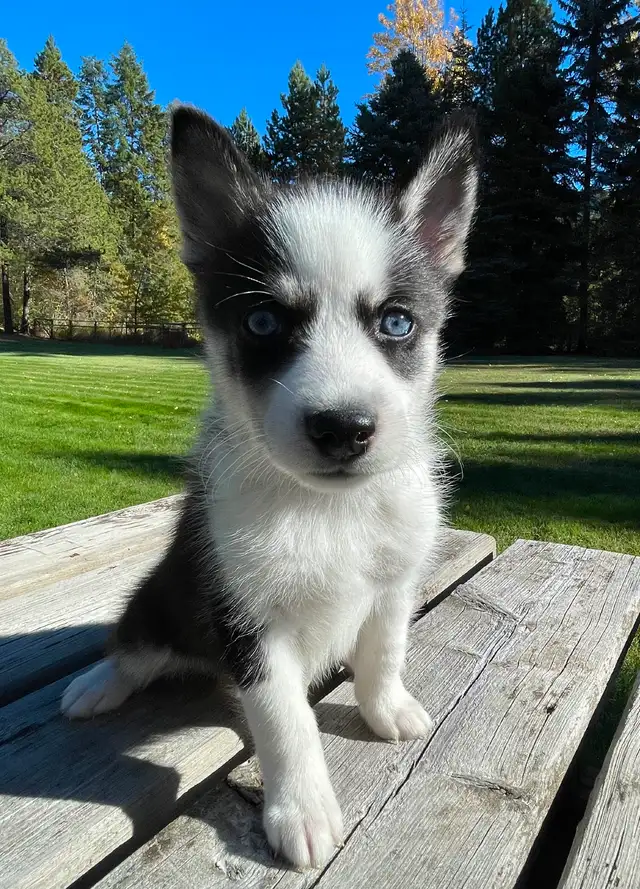 2-F3 Pomsky Puppies | Dogs & Puppies for Rehoming | Calgary | Free ...