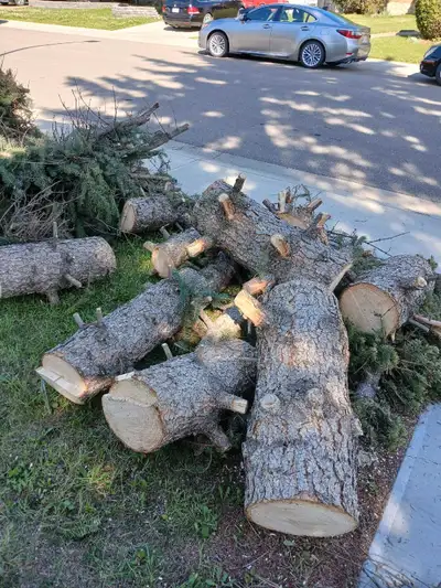 FREE firewood, View more