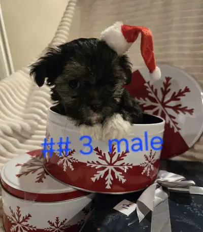 morkie puppies, View more