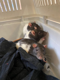 Playful female rat trio for adoption