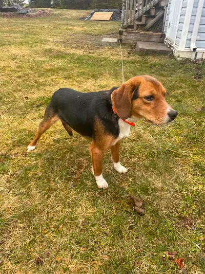 Up for discussion. 1 yr old male purebred CKC registered black/ tan/white beagle. Good bloodline. He...