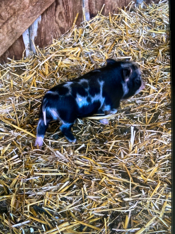Little mini pigs!! Kune kune/Juliana mini pigs.  SO CUTE! in Small Animals for Rehoming in Grande Prairie