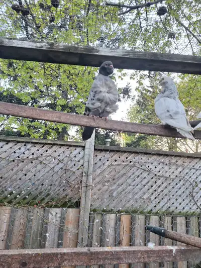 Pigeons for sale 416 8584427, View more
