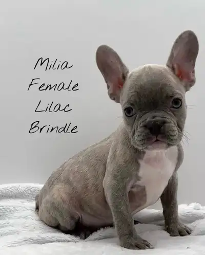 FRENCH BULLDOG PUPPIES, View more