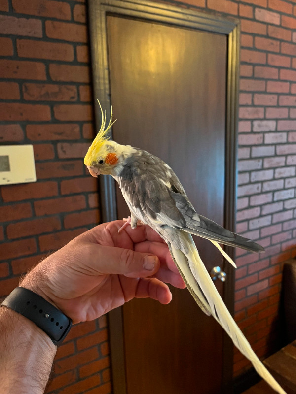 Cockatiel male 3 ans a vendre avec cage dans Oiseaux à adopter  à Saint-Hyacinthe