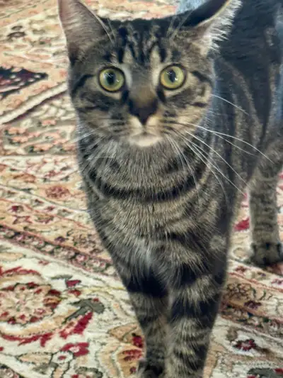 Bengal & Siberian Cat, View more