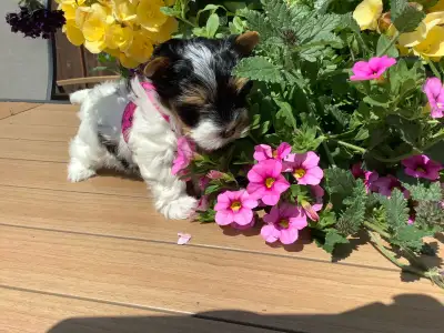 We have 1 yorkshire BIEWER puppy D.O.B. APRIL/24/2025 1 FEMALE READY for her new family on JUNE-19-2...