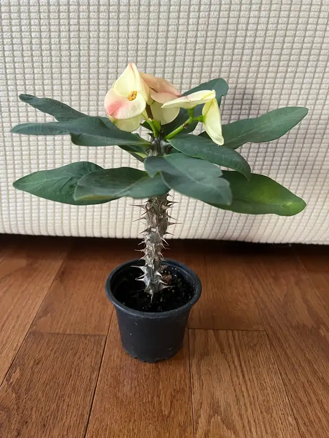 RareFind EasyCare HealthilyBeautifullyGrown QueenOfThornsONLY$45 in Plants, Fertilizer & Soil in Markham / York Region - Image 6