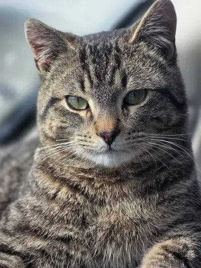 Amazing 7-Month-Old Adventure Cat – Great Companion!, View more