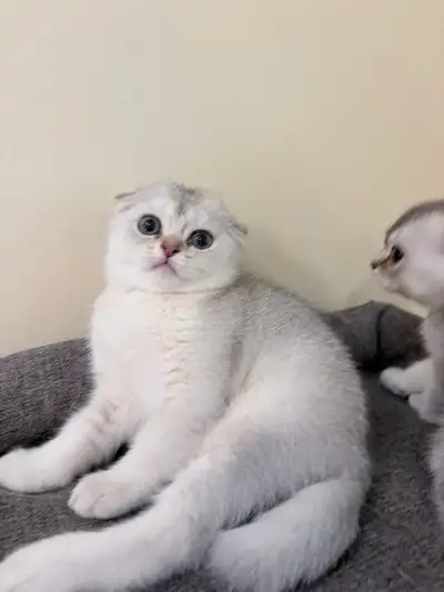 Adorable British Shorthair × Scottish Fold Kittens, View more