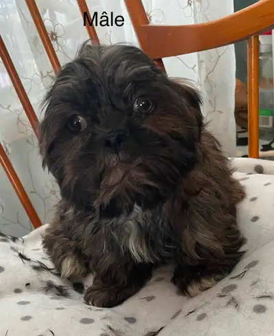 Petit shih-tzu à la recherche d’une famille, View more