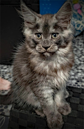 5 CHATONS MAINE COON POLYDACTYLES (6-6-6-6) dans Chats et chatons à adopter  à Ville de Québec - Image 2