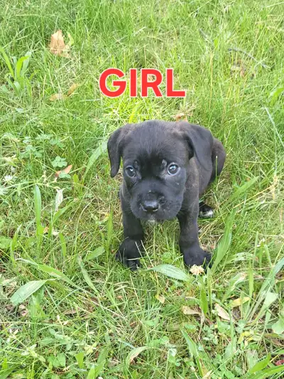 Cane Corso Pups, View more